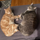 Illustration for article titled Open Channel: Show Us Your Pets, Nerds